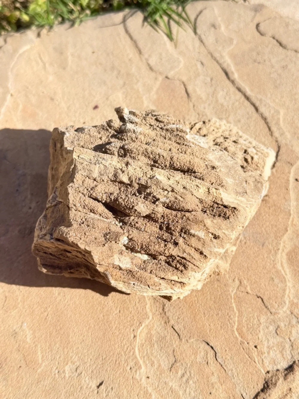 Natural Rough Petrified Wood New Mexico Tan Specimen Gold Quartz UV 5”x4” 1.2 lb